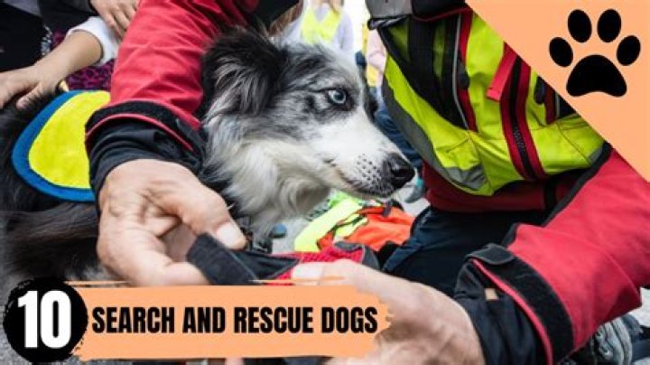 Rescue Dogs And The Power Of Hand-Holding